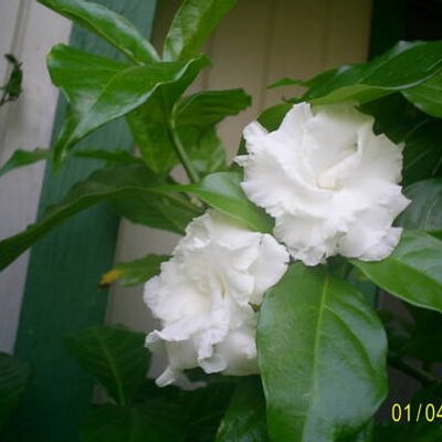 Profile Picture of JoAnn Zachary (@OrbitalEden) on Twitter