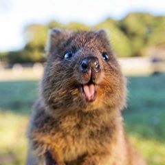 Profile Picture of Jumbo#dc (@janmyszkowski0) on Tiktok