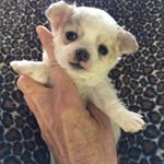 Profile Picture of MikeTapper (@mikeholderby) on Instagram