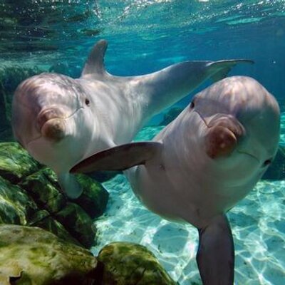 Profile Picture of Alirio Ramirez (@AlirioRamirez08) on Twitter