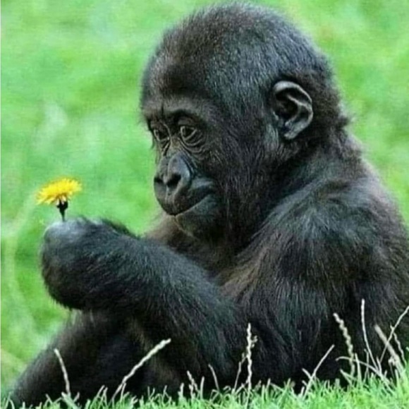 Profile Picture of Money Norry (@moneynorry) on Poshmark