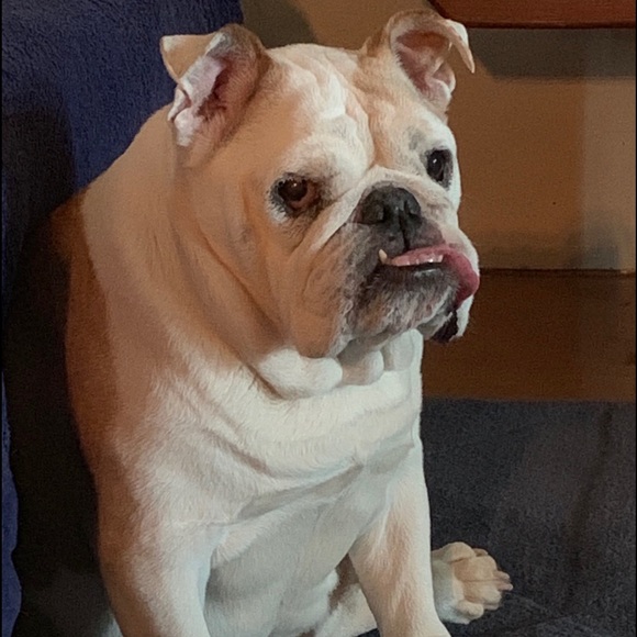 Profile Picture of Chuck Boyer (@youknow13) on Poshmark