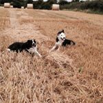 Profile Picture of Kate Phelan (@katedphelan) on Instagram