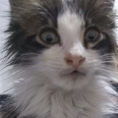 Profile Picture of Aaron Paz (@AaronPa95512284) on Twitter