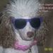 Profile Picture of Glen Tina Jacobson (@teddybear20) on Pinterest