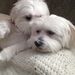 Profile Picture of Joanna Ossont (@joanna26) on Pinterest