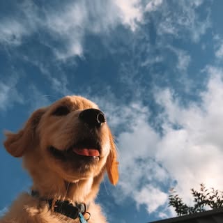 Profile Picture of Douglas The Golden (@dougy.doug.dog) on Instagram