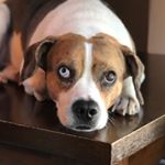 Profile Picture of alana stultz (@alanas_doggos) on Instagram