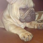 Profile Picture of Joshua (@joshua.lamont) on Instagram