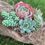 Profile Picture of Diane Barnes (@artfulsucculentsllc) on Instagram