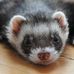 Profile Picture of Alexander Pufahl (@Alexander-Pufahl) on Facebook