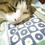 Profile Picture of Gapper Chap (@gapper.chap) on Facebook