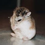 Profile Picture of Lucille (@lucillethehammy) on Instagram