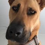 Profile Picture of Kevin Bache (@kevin.bache) on Instagram