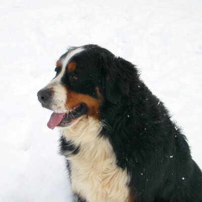 Profile Picture of Tracy Mink (@buckigirl78) on Twitter