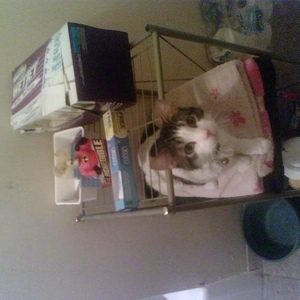 Profile Picture of Lillian Hutton (@dopetrinigurl24) on Myspace