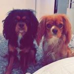 Profile Picture of Cavalier King Charles Spaniels (@cavalier_princesses) on Instagram