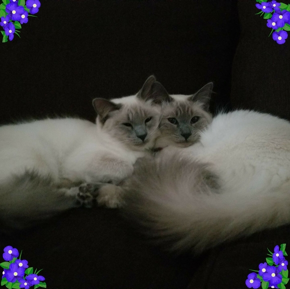 Profile Picture of Mandi Mazzola (@terrillianray) on Poshmark