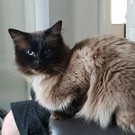 Profile Picture of Elanie Mitchell (@elaniemitchell) on Instagram