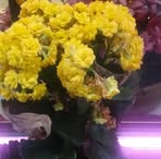 Profile Picture of Lucia Da Fonseca (@Lucia-Da-Fonseca) on Facebook