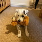 Profile Picture of Alison Beddoes (@beddoesalison) on Instagram