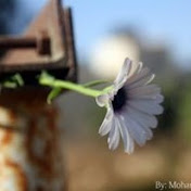 Profile Picture of Mohammed Ayed (@mohammedayed925) on Youtube