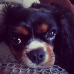 Profile Picture of Raymond Reeder (@bracesakimonkey) on Instagram