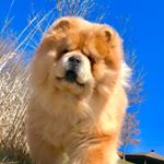 Profile Picture of Winston Woodrow (@winstonthechow) on Instagram
