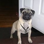 Profile Picture of Lisa Marie Cappellano Morales (@lisamariecappella) on Instagram