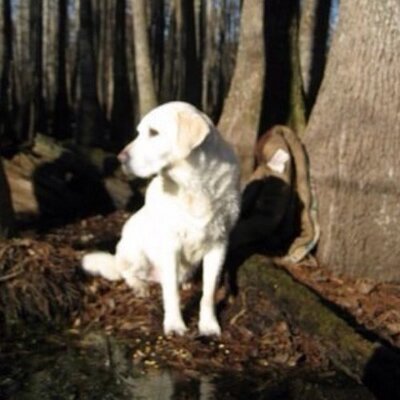 Profile Picture of David Bumgardner (@DashBum) on Twitter