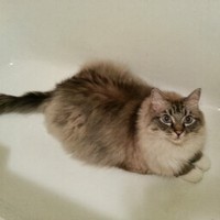 Profile Picture of Amanda Bopp (@amanda-bopp-1) on Quora