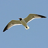 Profile Picture of David Qi (@david_qi2005) on Flickr