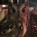 Profile Picture of David Brumley (@david_brumley) on Instagram