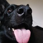 Profile Photo of donna_germansheperd (@donna_germansheperd) on Instagram