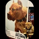 Profile Picture of Brandy the dog ⭐🎞 (@brandy_the_pittbull) on Instagram