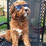 Profile Picture of Chester Prince 🦁👑 (@chesterthecavapoo) on Instagram