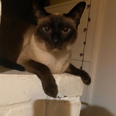 Profile Picture of Shawn Yardley (@shawn_yardley) on Twitter