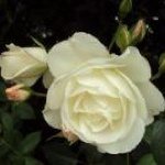 Profile Picture of Marilyn Gibson (@marilynbg45) on Instagram