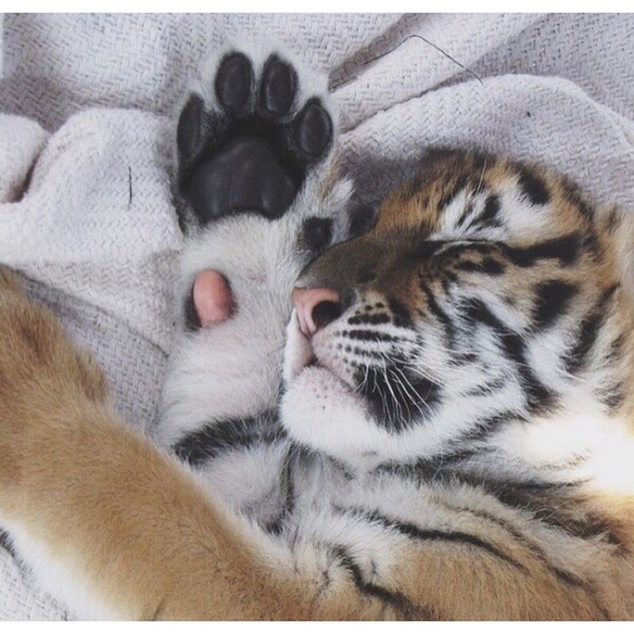 Profile Picture of Naza Muminovic (@naza123) on Poshmark