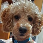 Profile Picture of 🐾Buddy the Kid🐾🇮🇹🇫🇷🇺🇲 (@buddygoodestboi) on Instagram