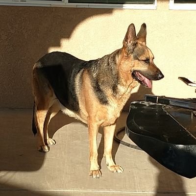 Profile Picture of Joseph Leon (@JosephLeon9803) on Twitter