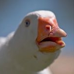 Profile Picture of Andrew Caracciolo (@andrew_caracc) on Instagram