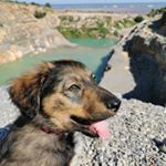 Profile Picture of ruby_chiot (@ruby_chiot) on Instagram