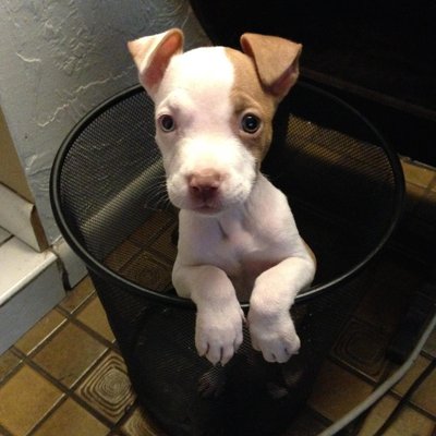 Profile Picture of Gene Rosov (@earosov) on Twitter