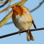 Profile Picture of Jim Cosgrove (@jimc61) on Flickr