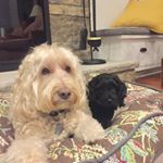 Profile Picture of Sugar Opal Patterson (@sugaropal) on Instagram