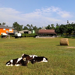 Profile Picture of Andrea Chou (@andrea chou) on Flickr