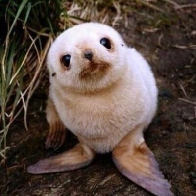 Profile Picture of Lucille's Seals Page (@lucillesseals) on Twitter