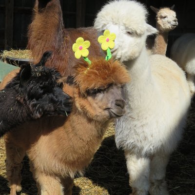 Profile Picture of Diane T. Griffin (@Rockchapalpacas) on Twitter