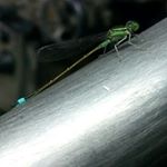 Profile Picture of albert inocencio (@albertinocencio) on Instagram